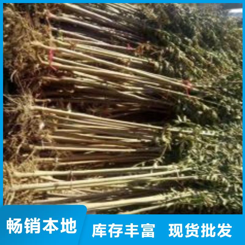香椿苗,蓝莓苗生产安装