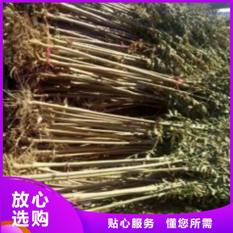 香椿苗藍(lán)莓苗一站式服務(wù)
