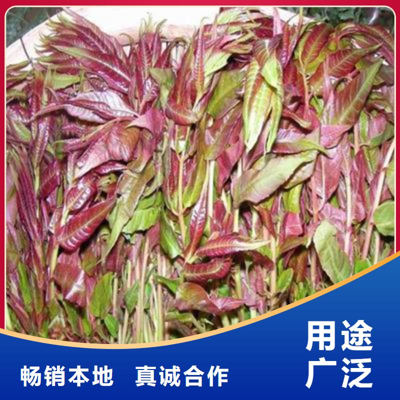 香椿苗核桃苗源头工厂量大优惠