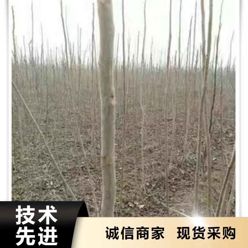 香椿苗藍(lán)莓苗一站式服務(wù)