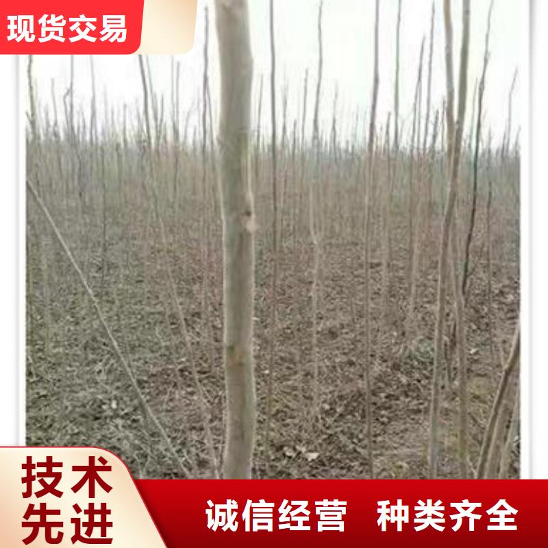 香椿苗桃樹(shù)苗按需設(shè)計(jì)
