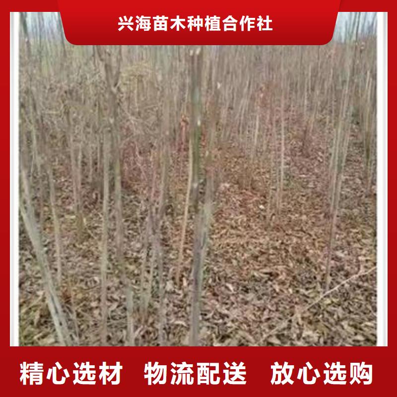 香椿苗葡萄苗品質(zhì)不將就