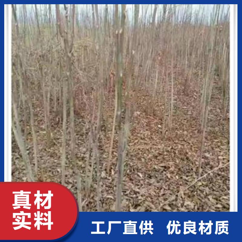 香椿苗苹果苗厂家十分靠谱
