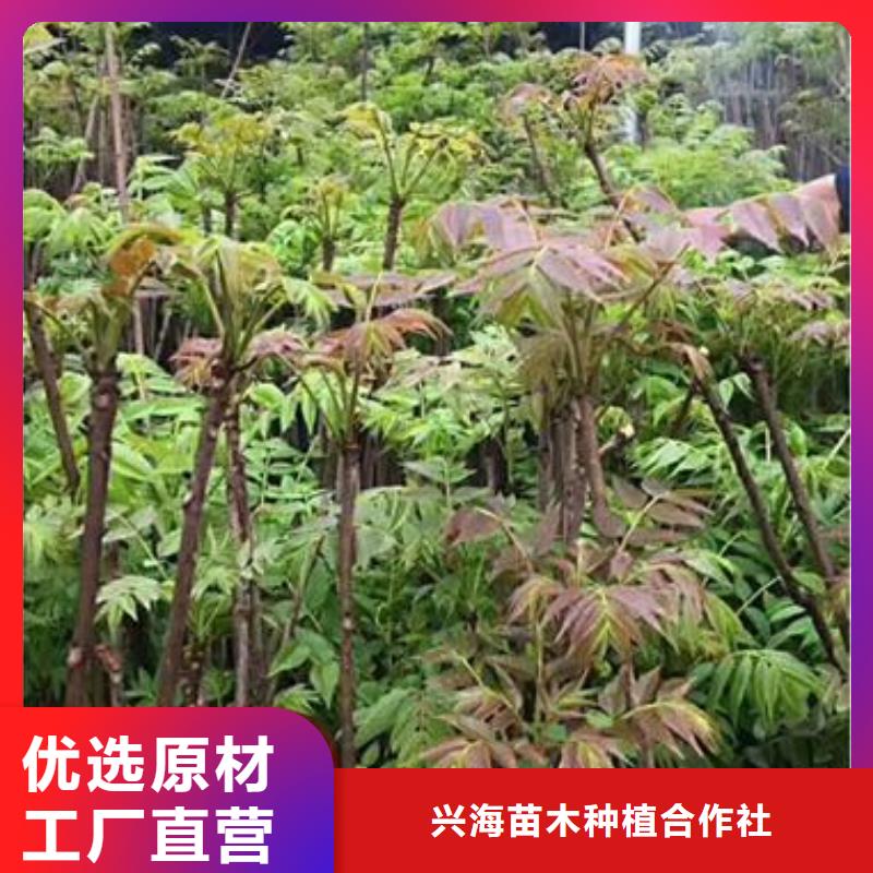 香椿苗,蓝莓苗生产安装