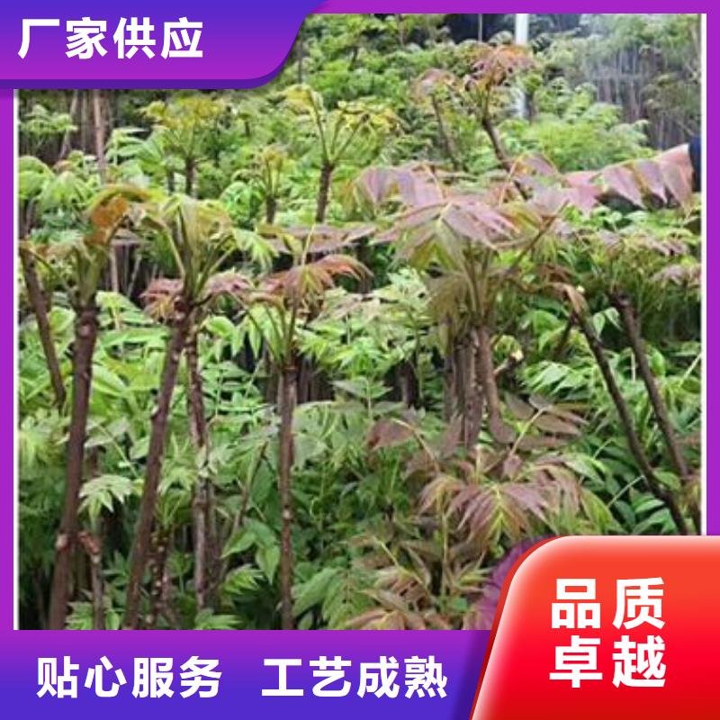香椿苗蘋果苗廠家直銷大量現(xiàn)貨