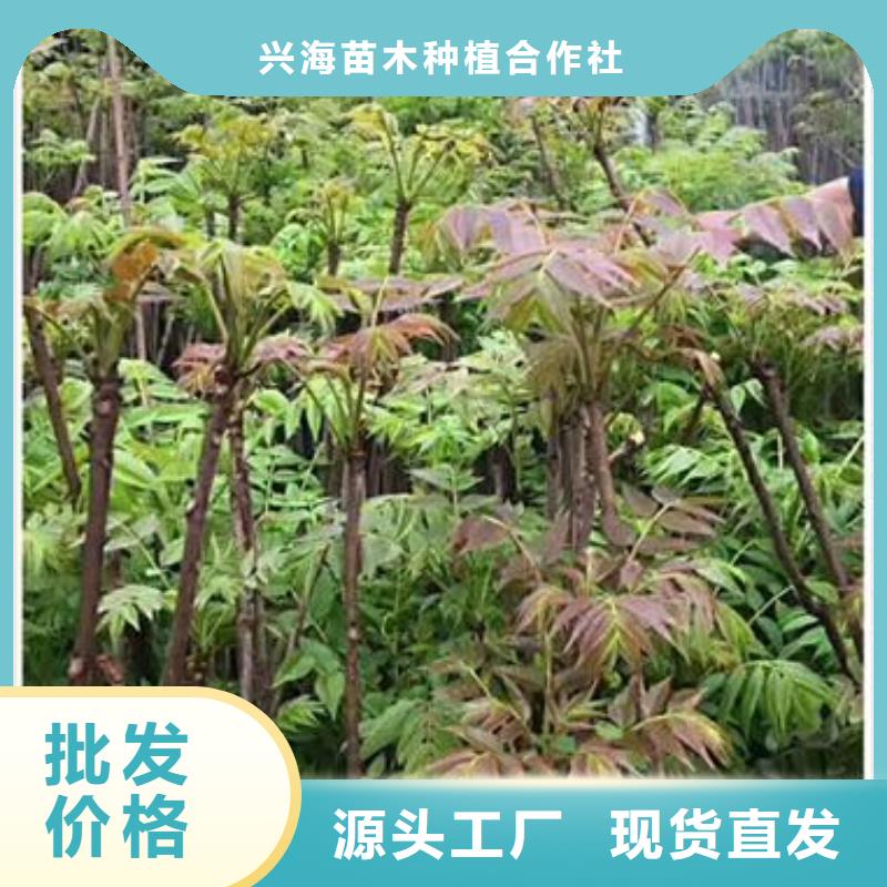 香椿苗葡萄苗品質(zhì)不將就