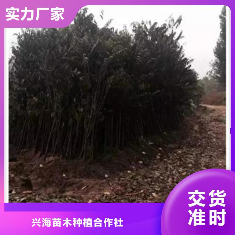 香椿苗-桃樹苗廠家質(zhì)量過(guò)硬