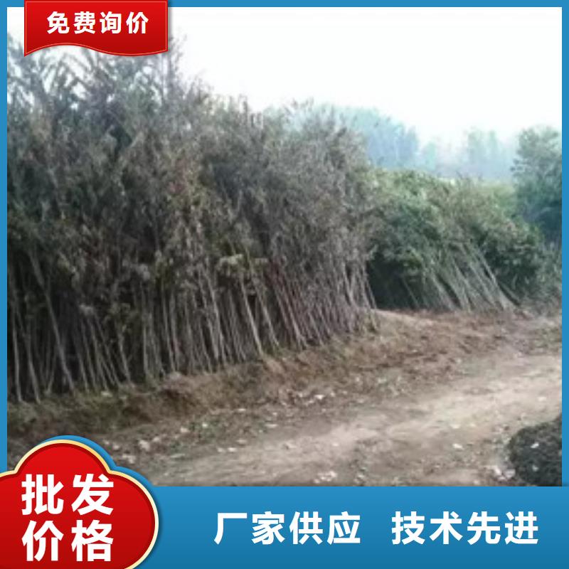 香椿苗_梨树苗专注细节使用放心