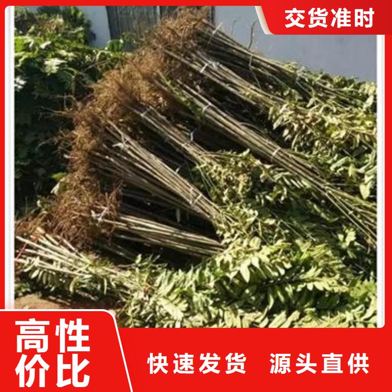 香椿苗藍(lán)莓苗一站式服務(wù)