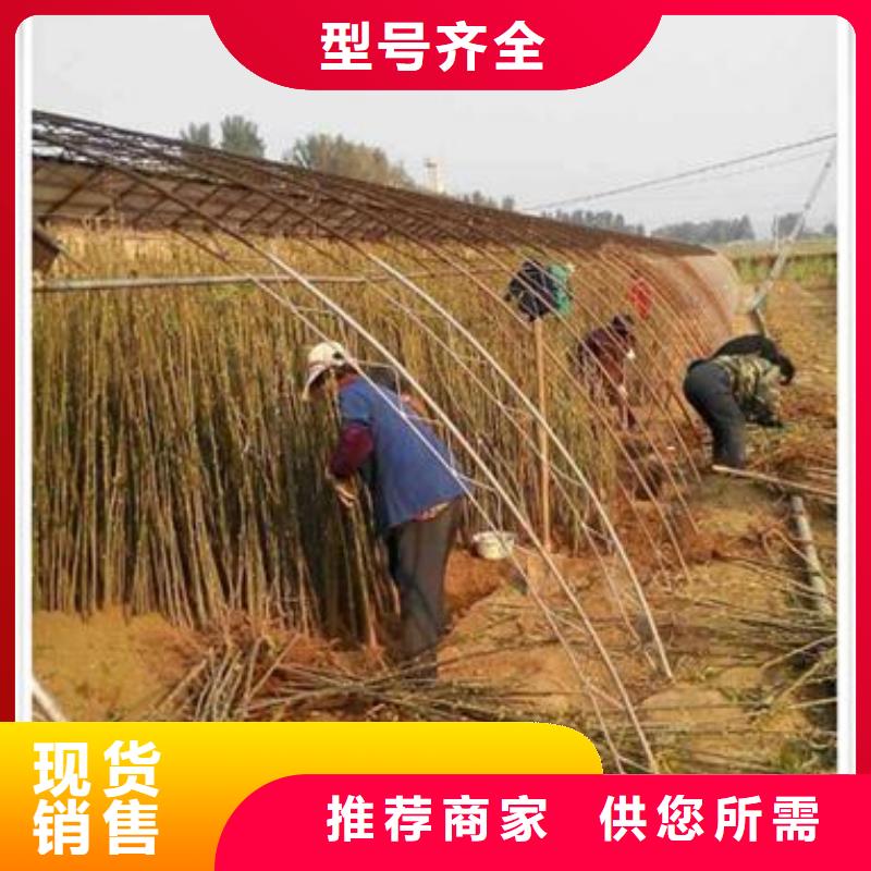 香椿苗苹果苗厂家十分靠谱