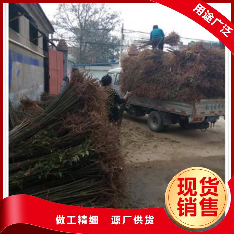 香椿苗葡萄苗品質(zhì)不將就