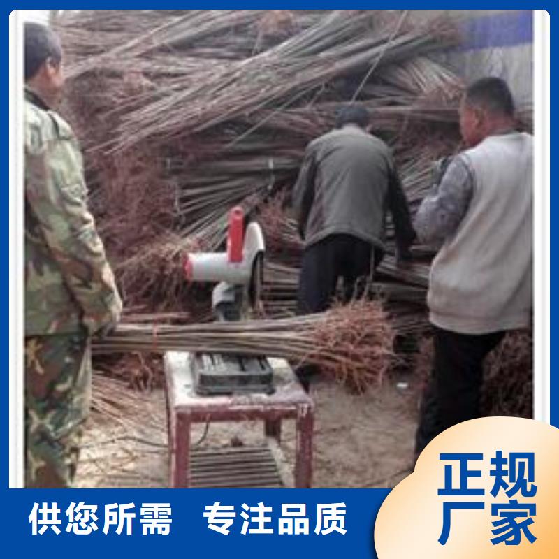 香椿苗核桃苗源头工厂量大优惠