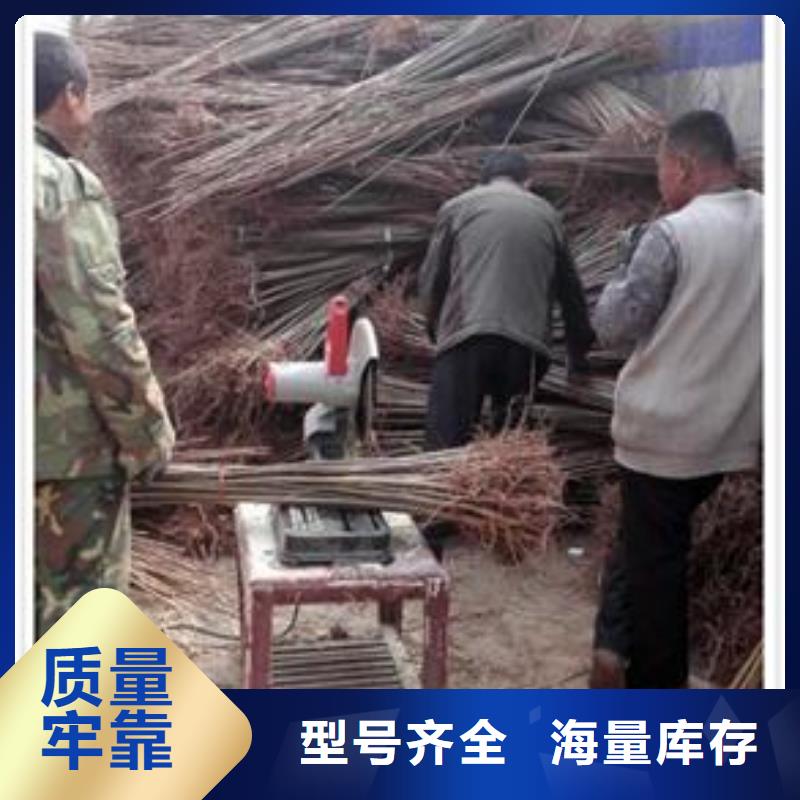 香椿苗葡萄苗品質(zhì)不將就