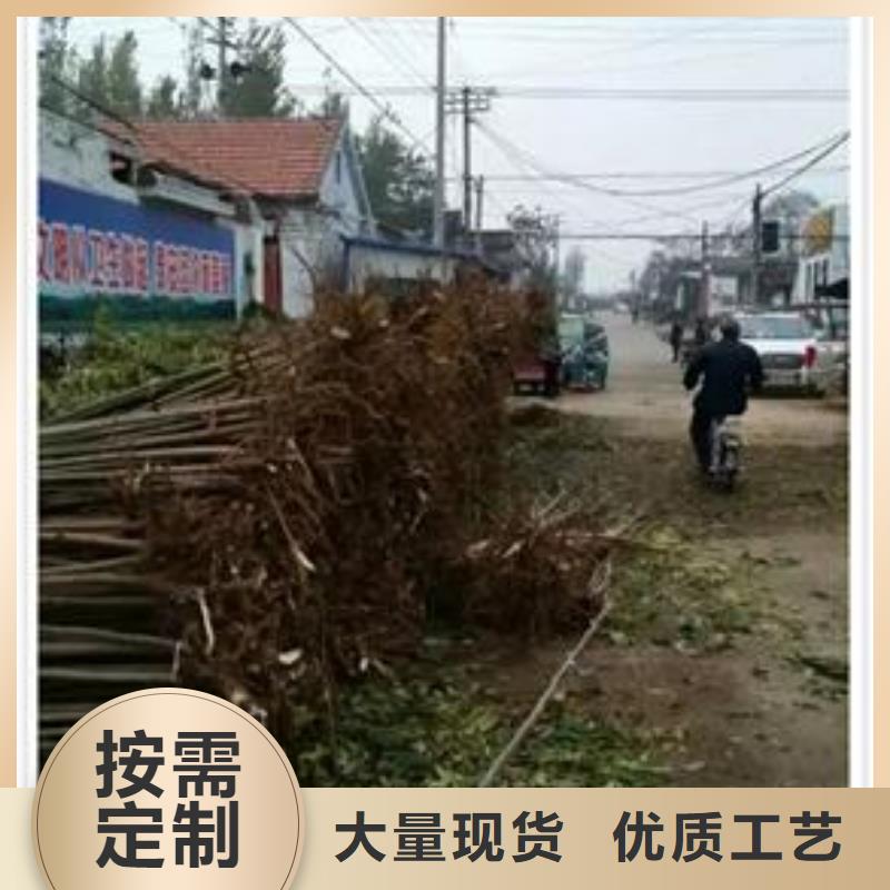 香椿苗桃樹苗按需設(shè)計(jì)