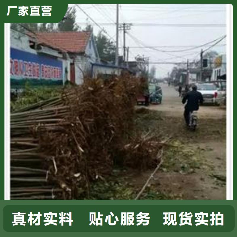 香椿苗,蓝莓苗生产安装