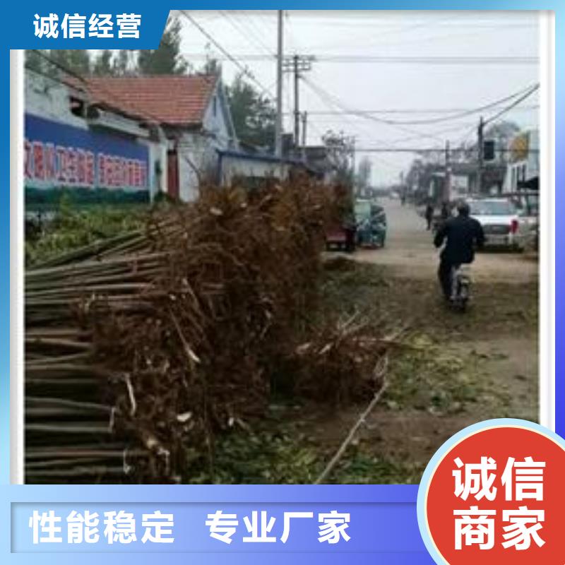 香椿苗_蘋果苗資質(zhì)認(rèn)證
