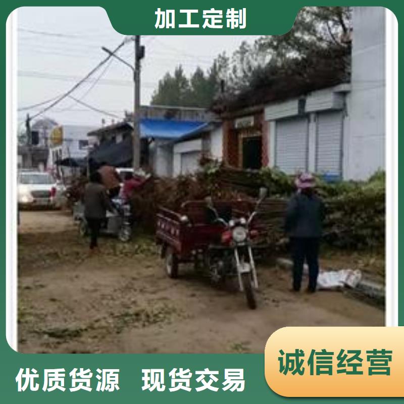 香椿苗_蘋果苗資質(zhì)認(rèn)證