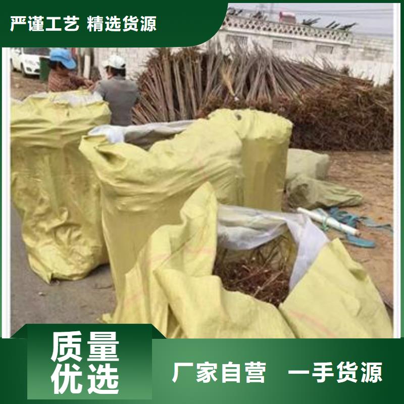 香椿苗葡萄苗品質(zhì)不將就