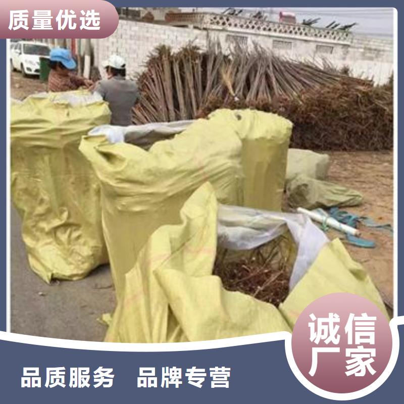 香椿苗,蓝莓苗生产安装
