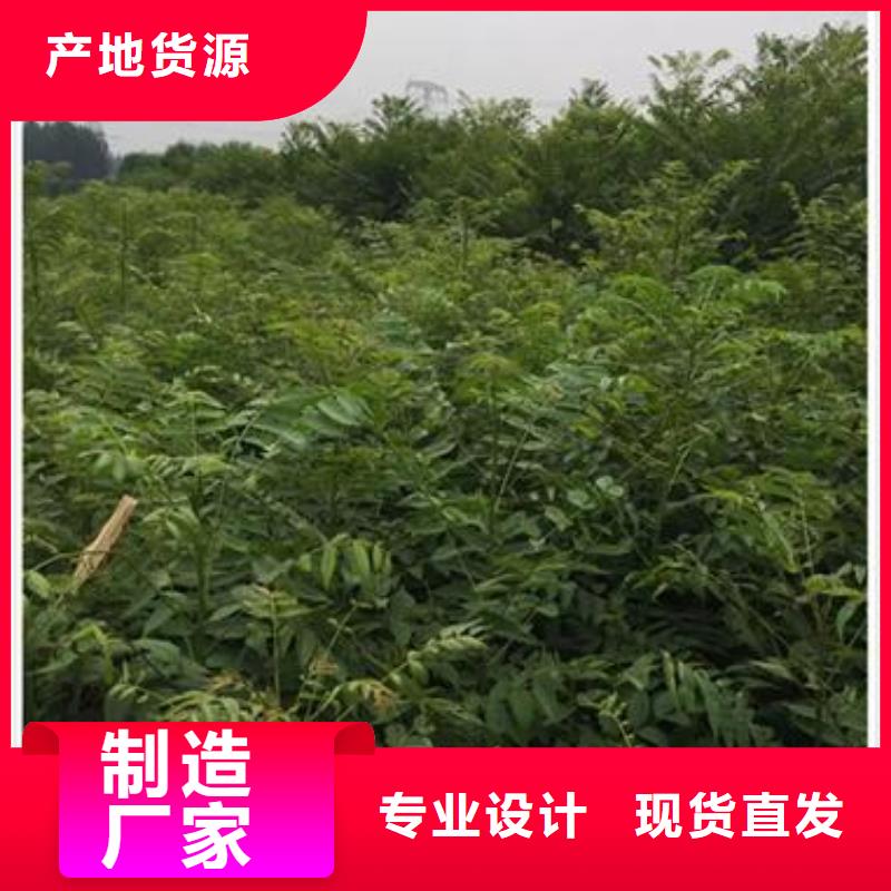 香椿苗,藍莓苗生產(chǎn)安裝
