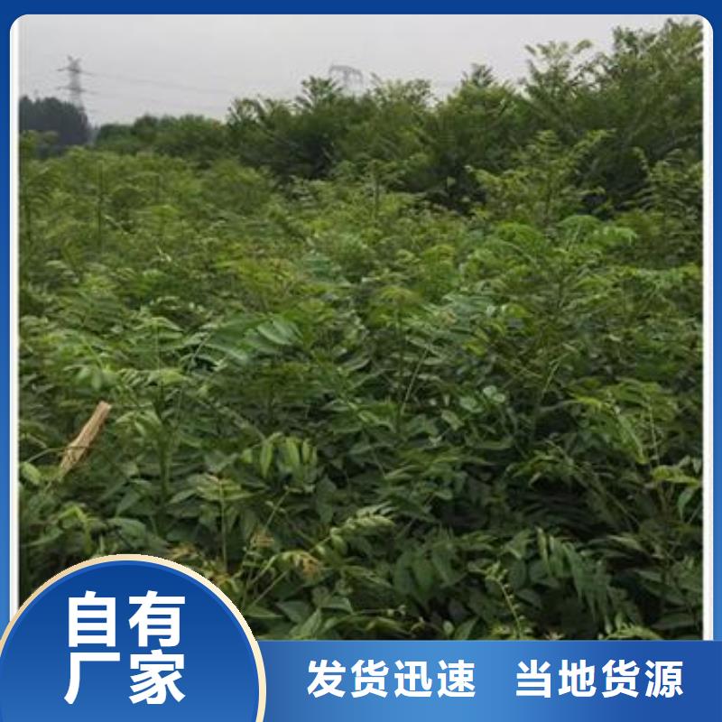 香椿苗藍(lán)莓苗一站式服務(wù)