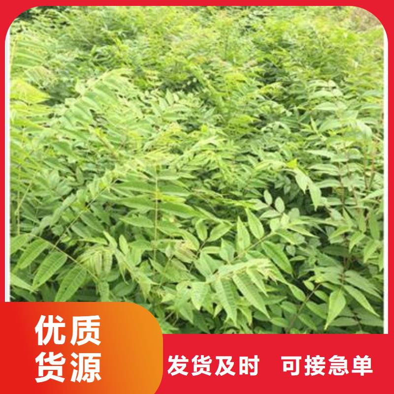 香椿苗苹果苗厂家十分靠谱