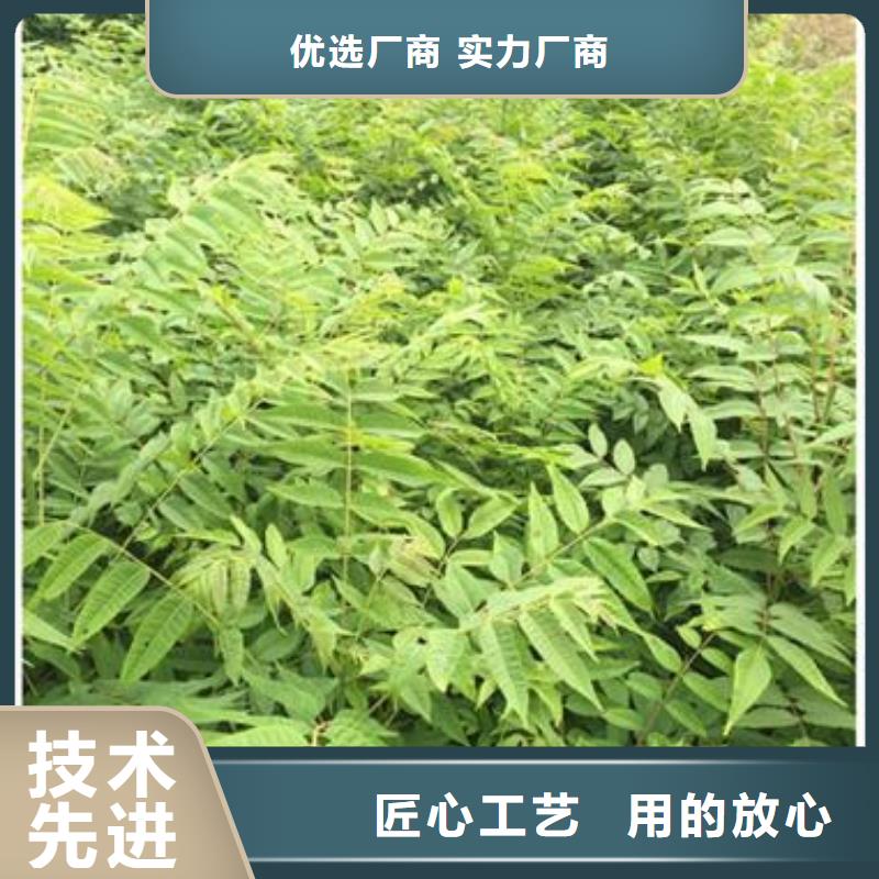 香椿苗梨樹苗專業(yè)生產(chǎn)設(shè)備
