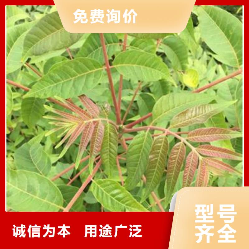 香椿苗核桃苗源头工厂量大优惠