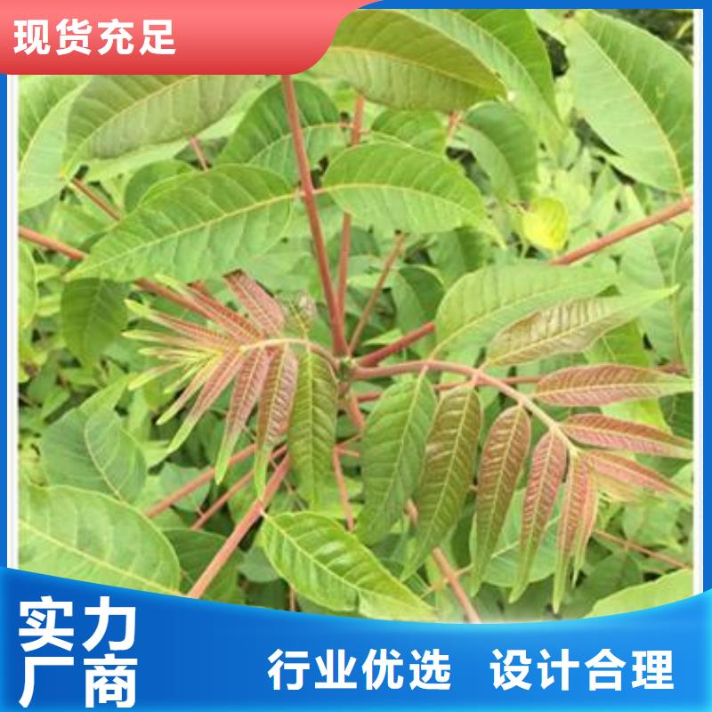 香椿苗藍(lán)莓苗一站式服務(wù)