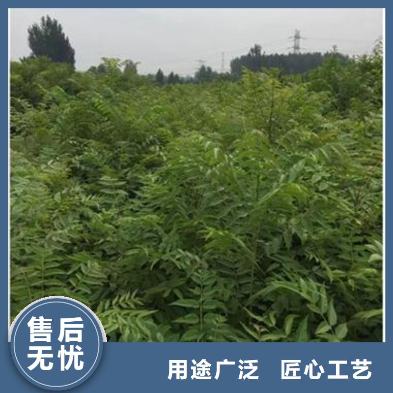 香椿苗葡萄苗品質(zhì)不將就