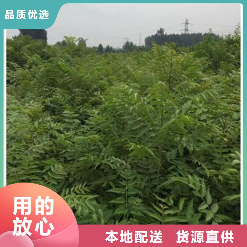 香椿苗核桃苗源头工厂量大优惠