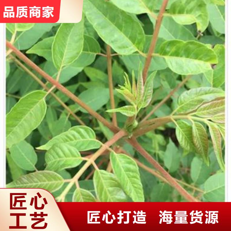 香椿苗葡萄苗品質(zhì)不將就