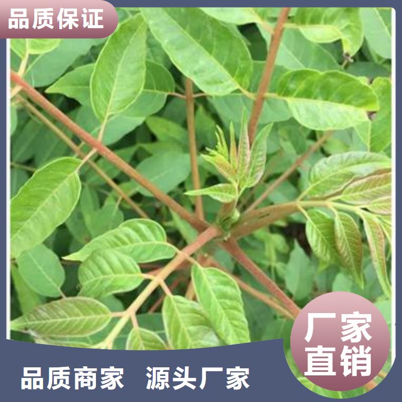 香椿苗核桃苗源头工厂量大优惠