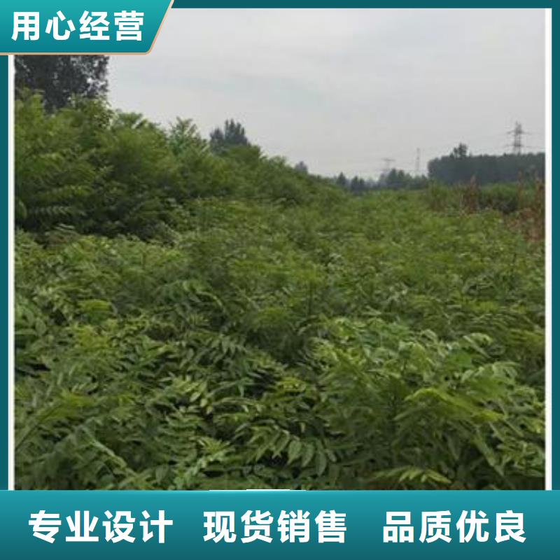 香椿苗,蓝莓苗生产安装
