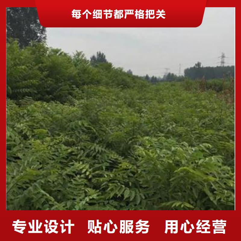香椿苗,蓝莓苗生产安装