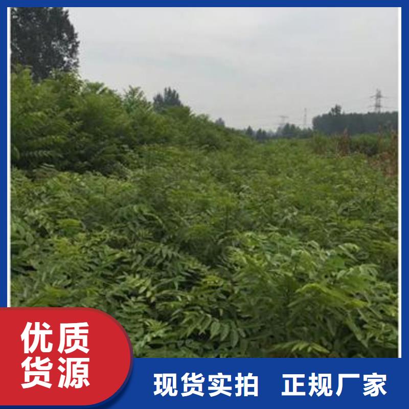 香椿苗_梨树苗专注细节使用放心