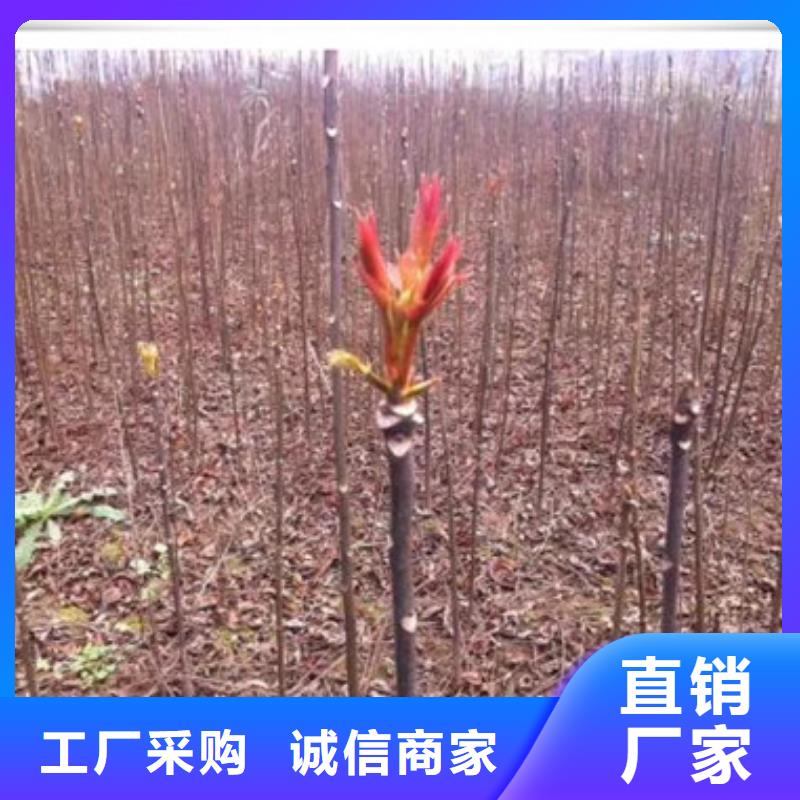 香椿苗苹果苗厂家十分靠谱