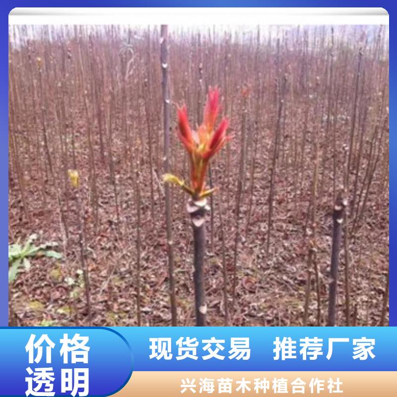 香椿苗,蓝莓苗生产安装