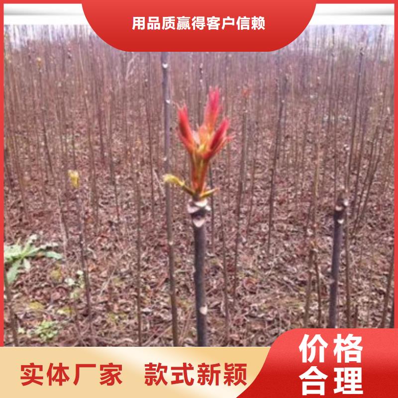 香椿苗核桃苗源头工厂量大优惠