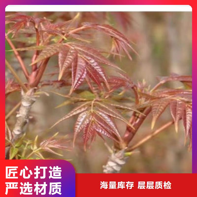 香椿苗苹果苗厂家十分靠谱