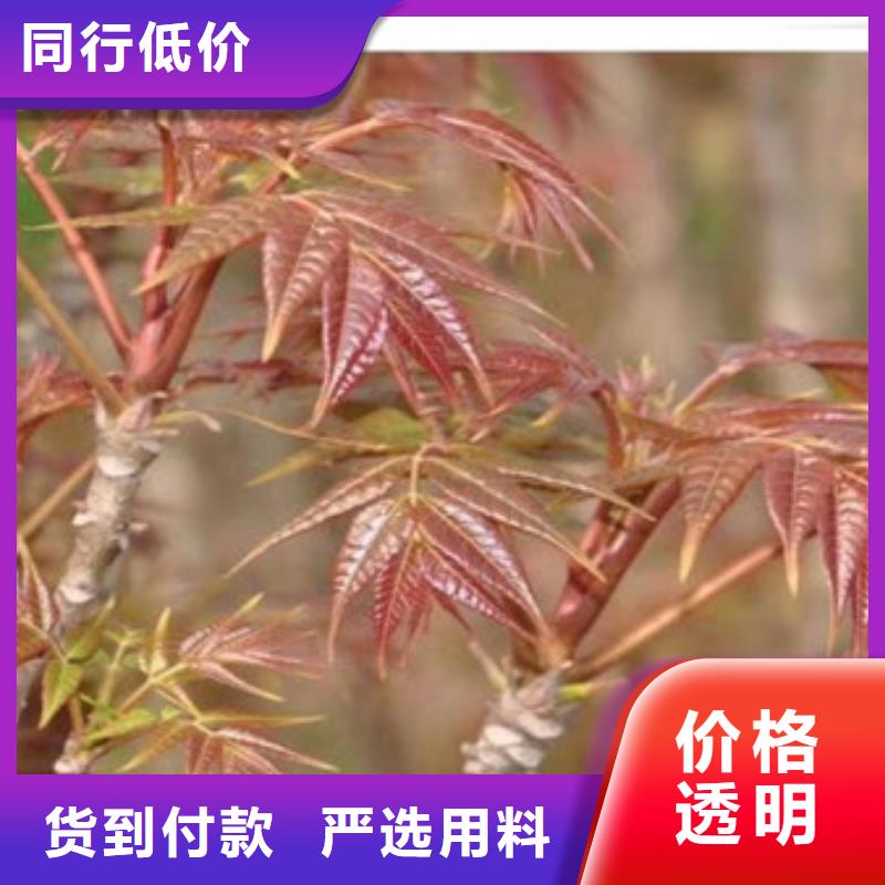 香椿苗核桃苗源头工厂量大优惠