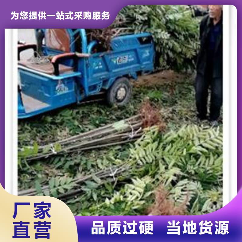 香椿苗,蓝莓苗生产安装