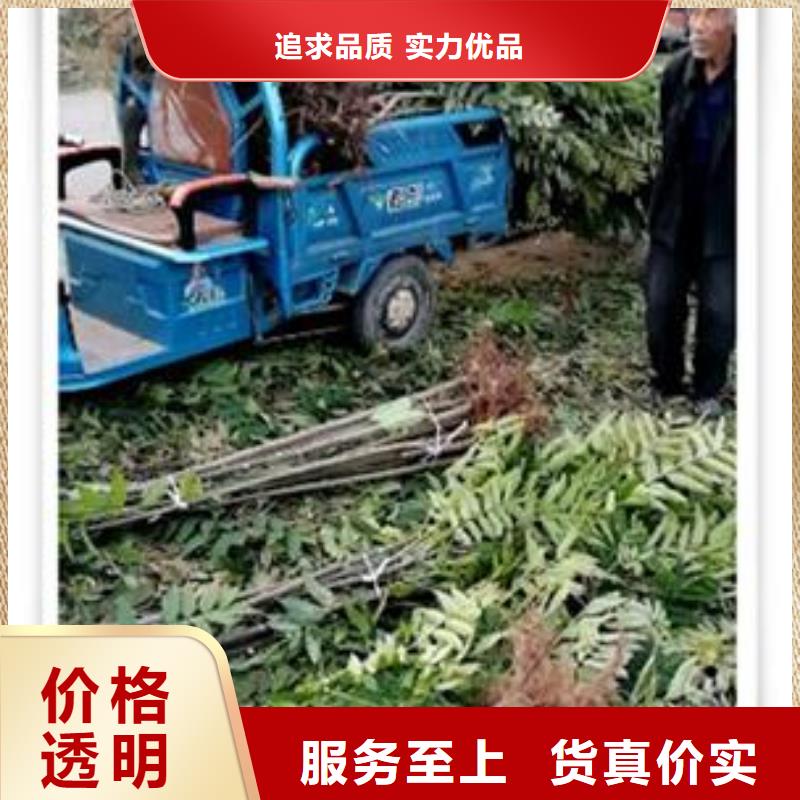香椿苗苹果苗厂家十分靠谱
