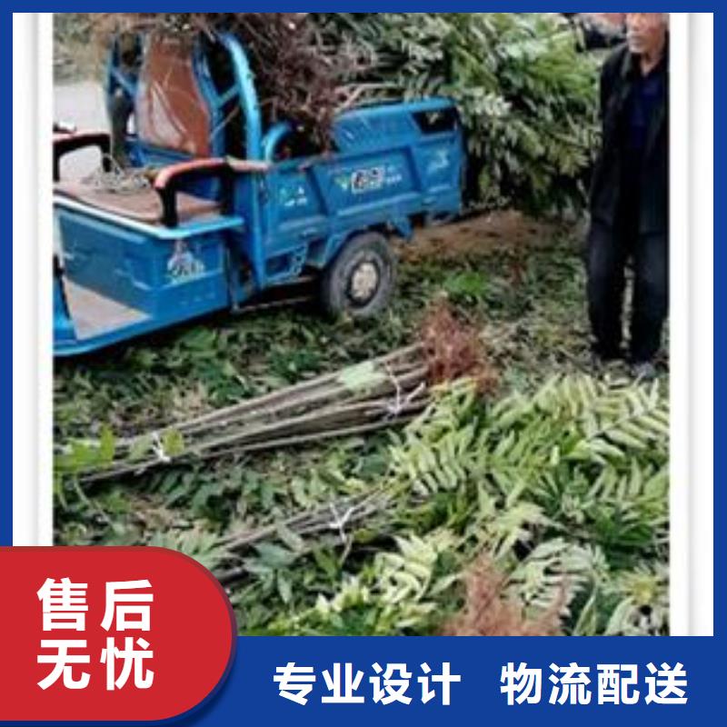 香椿苗,蓝莓苗生产安装