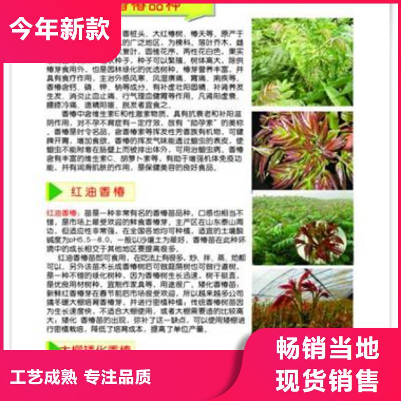 香椿苗_梨树苗专注细节使用放心