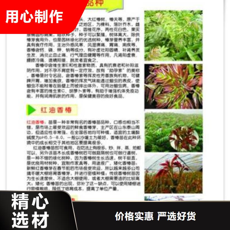 香椿苗,蓝莓苗生产安装