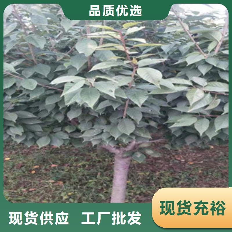 櫻花綠化樹綠化工程暢銷當地