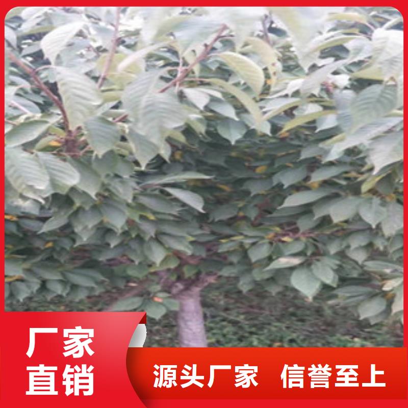 樱花泰山景松造型景松现货