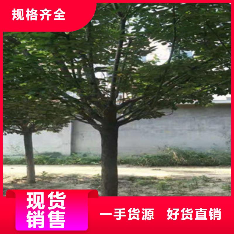 樱花_樱桃苗把实惠留给您