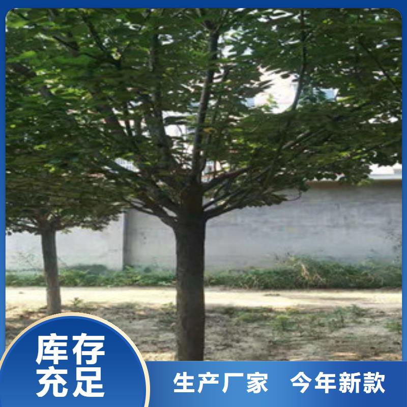 櫻花,樹莓苗歡迎來電咨詢